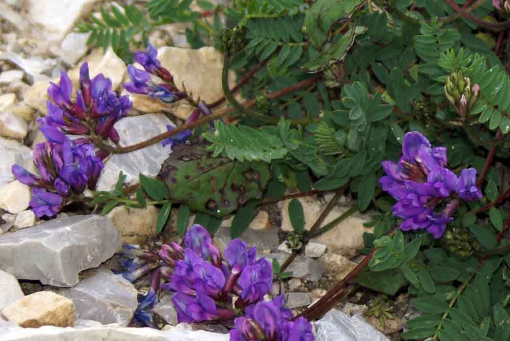 in Valpusteria - Oxytropis sp.