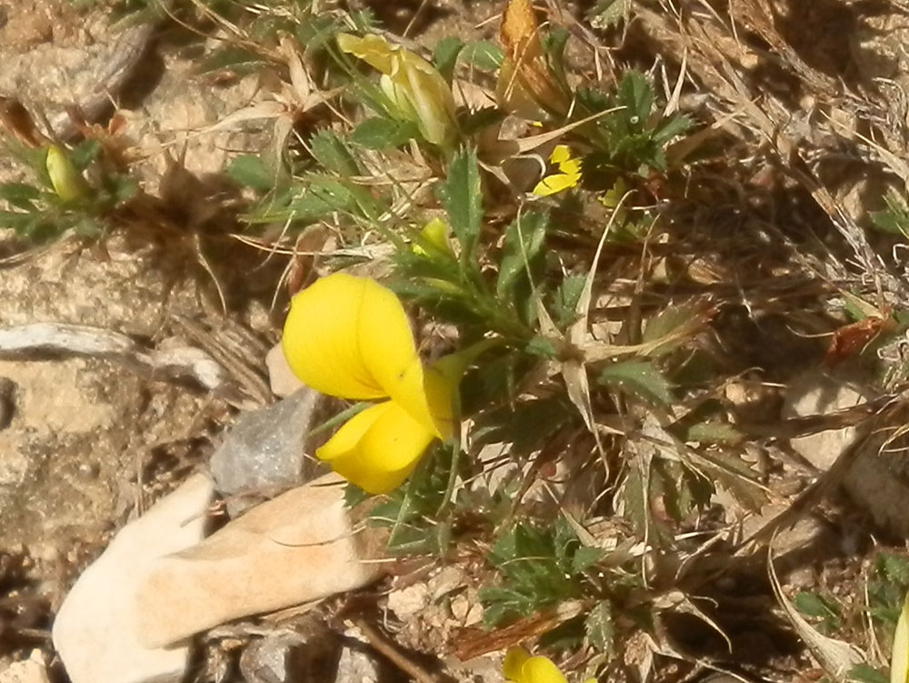 Marettimo - Ononis minutissima