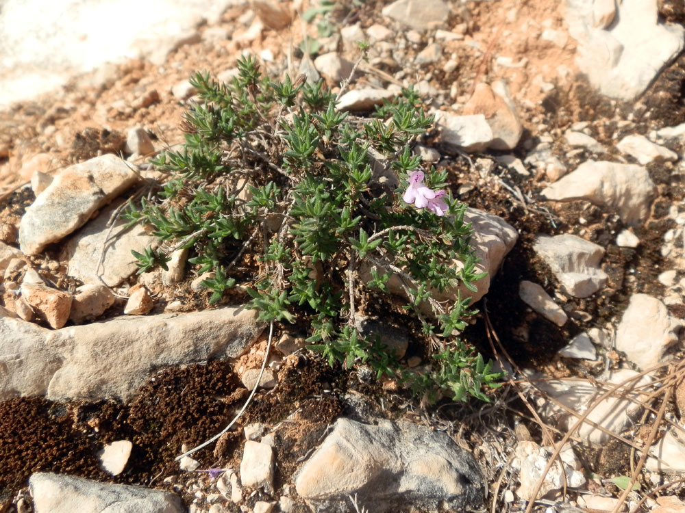 Micromeria graeca subsp. fruticulosa / Issopo marittimo