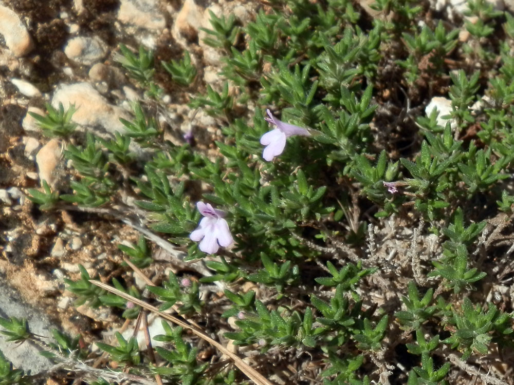 Micromeria graeca subsp. fruticulosa / Issopo marittimo