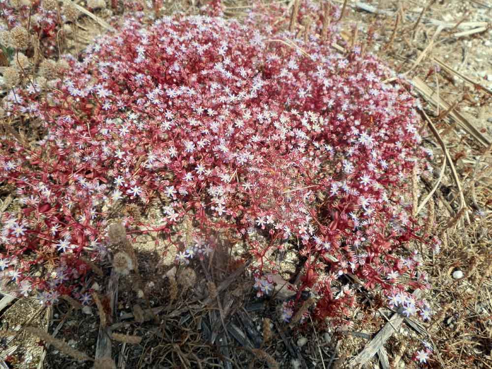 Sicilia - Sedum caeruleum