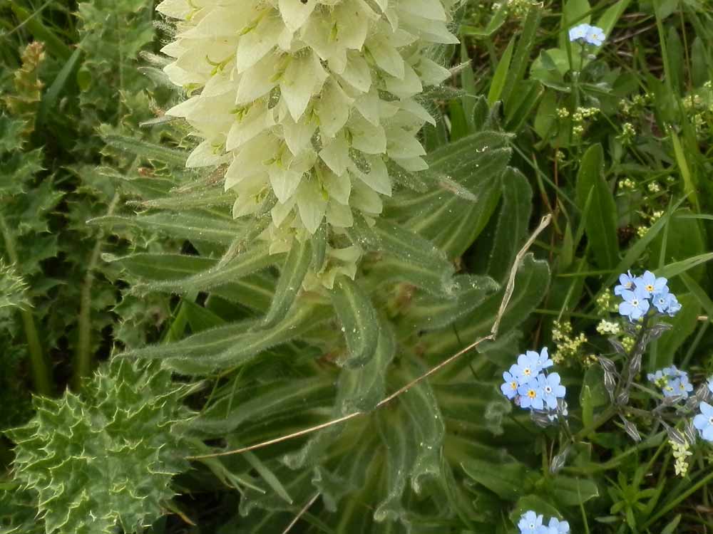 Campanula Thyrsoides / Campanula gialla