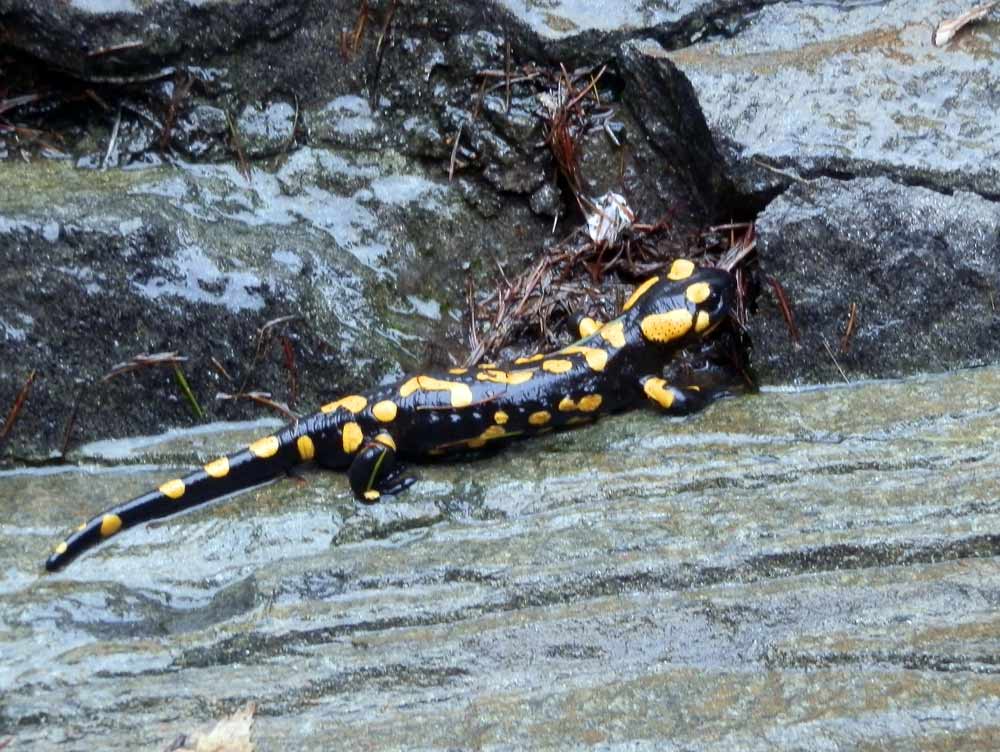 salamandra free climbing