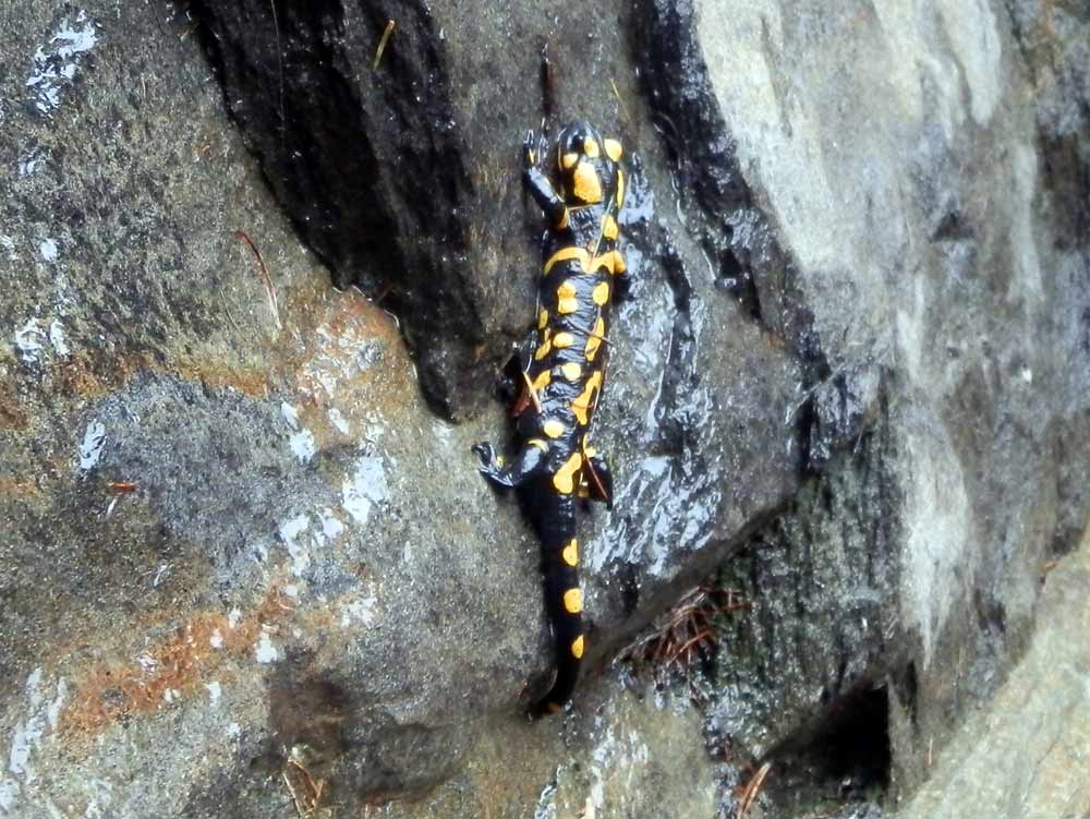 salamandra free climbing