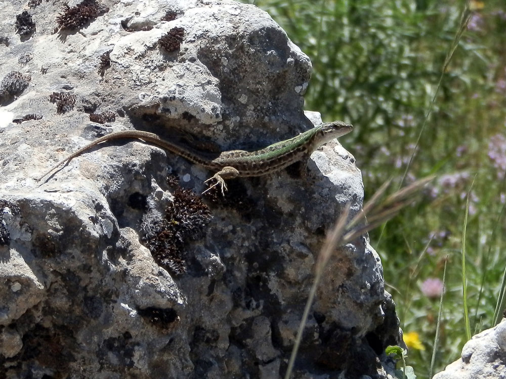 Che lucertola ? Podarcis siculus