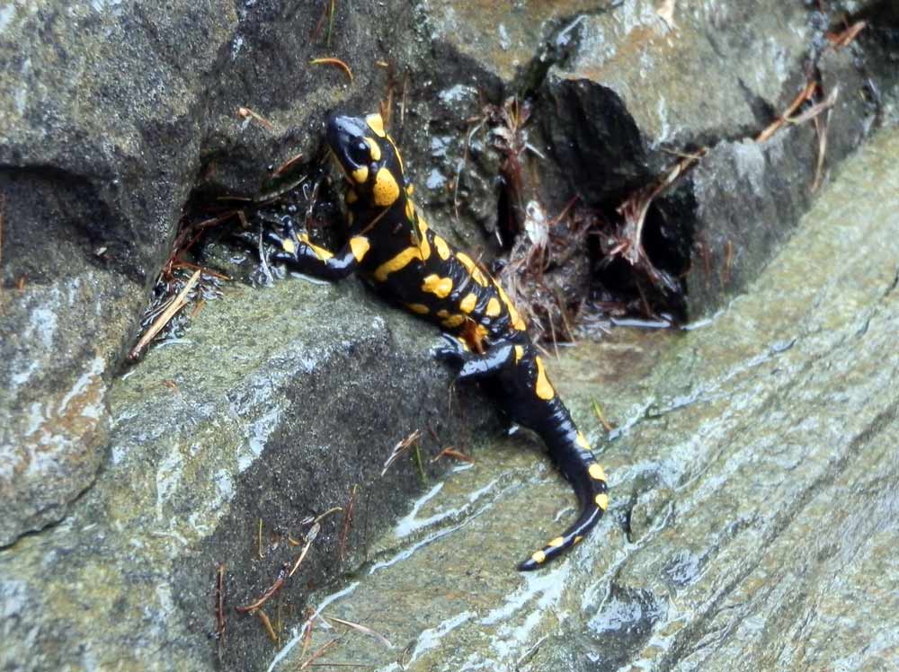 salamandra free climbing