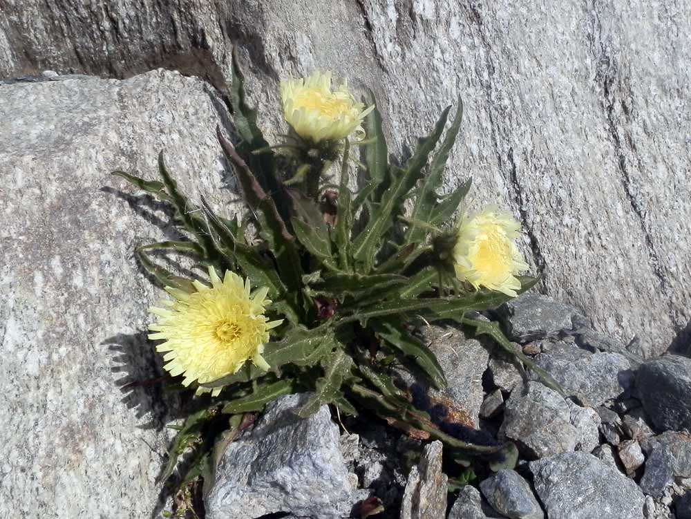 Schlagintweitia intybacea (=Hieracium intybaceum) / Sparviere vischioso