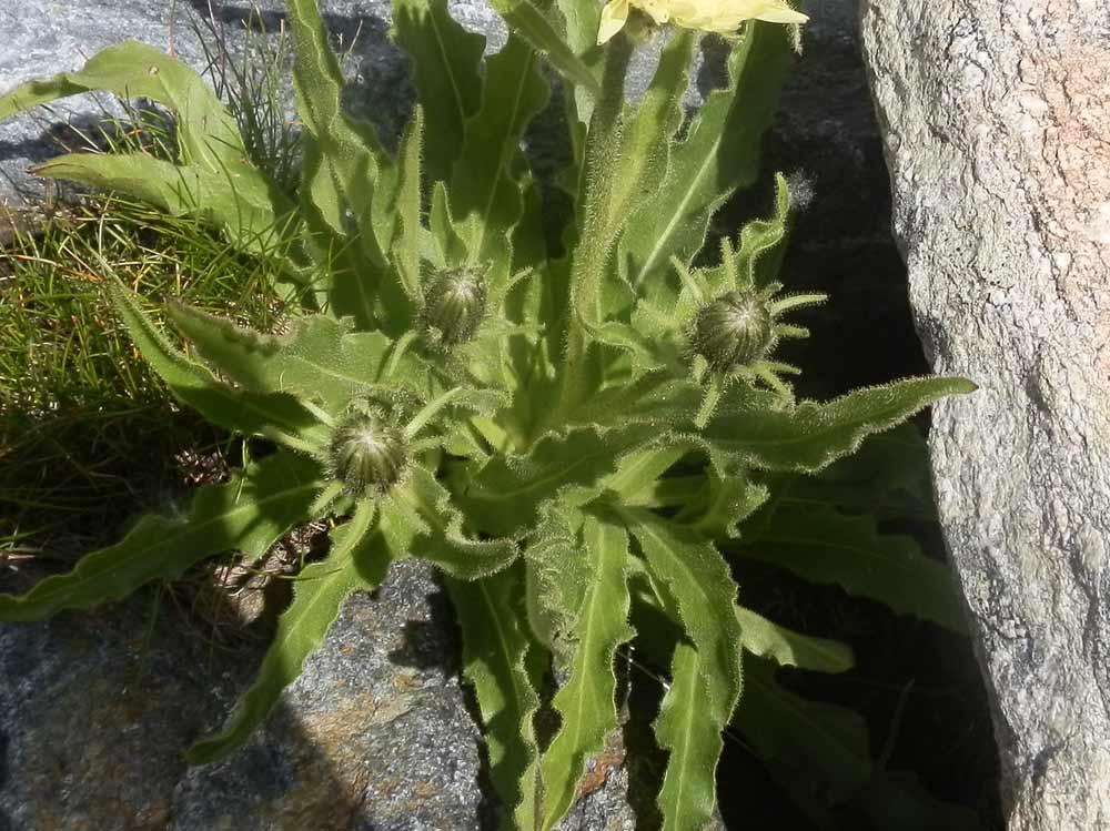 Schlagintweitia intybacea (=Hieracium intybaceum) / Sparviere vischioso