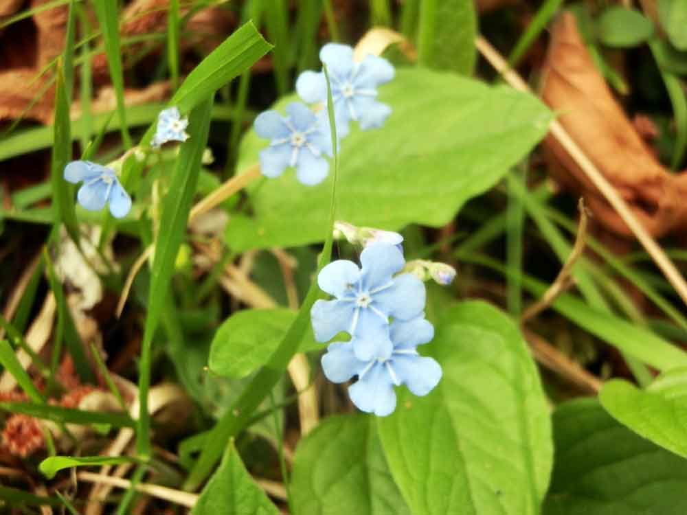 Appennino ligure - Omphalodes verna (Boraginaceae)