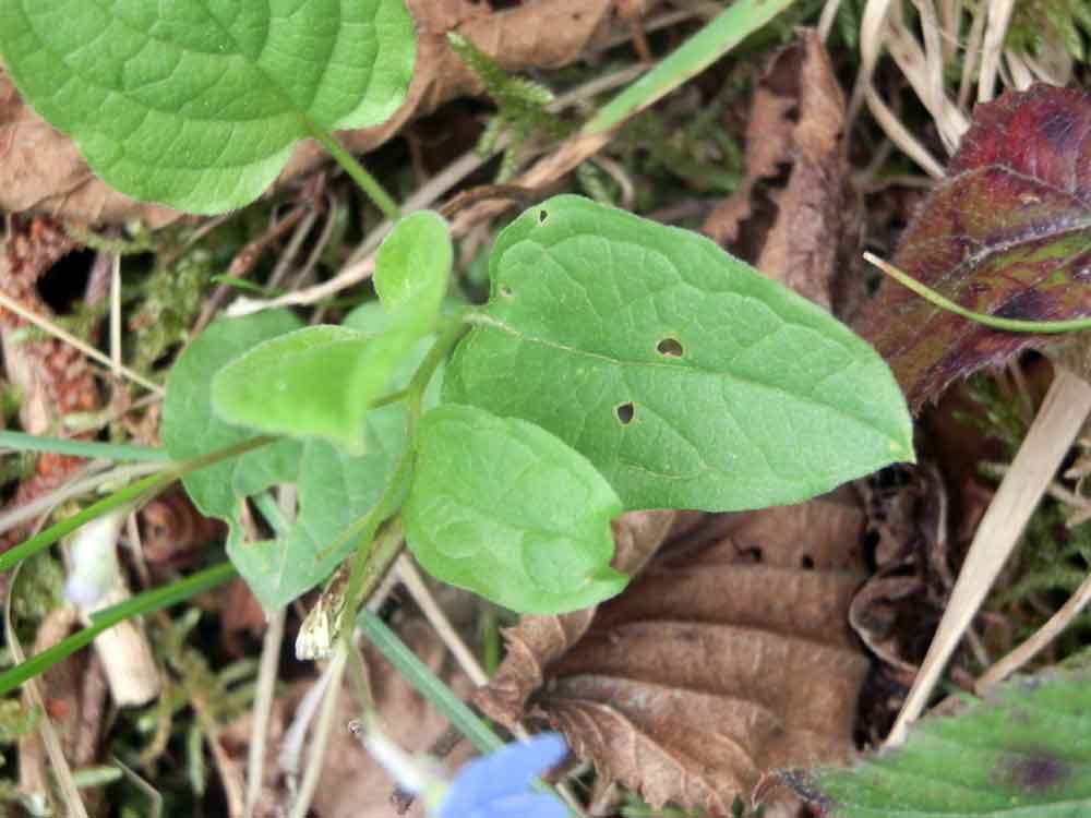 Appennino ligure - Omphalodes verna (Boraginaceae)