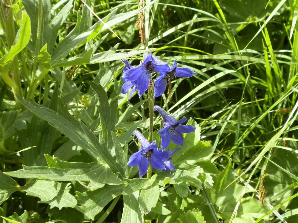 Monviso 1 - Delphinium sp.