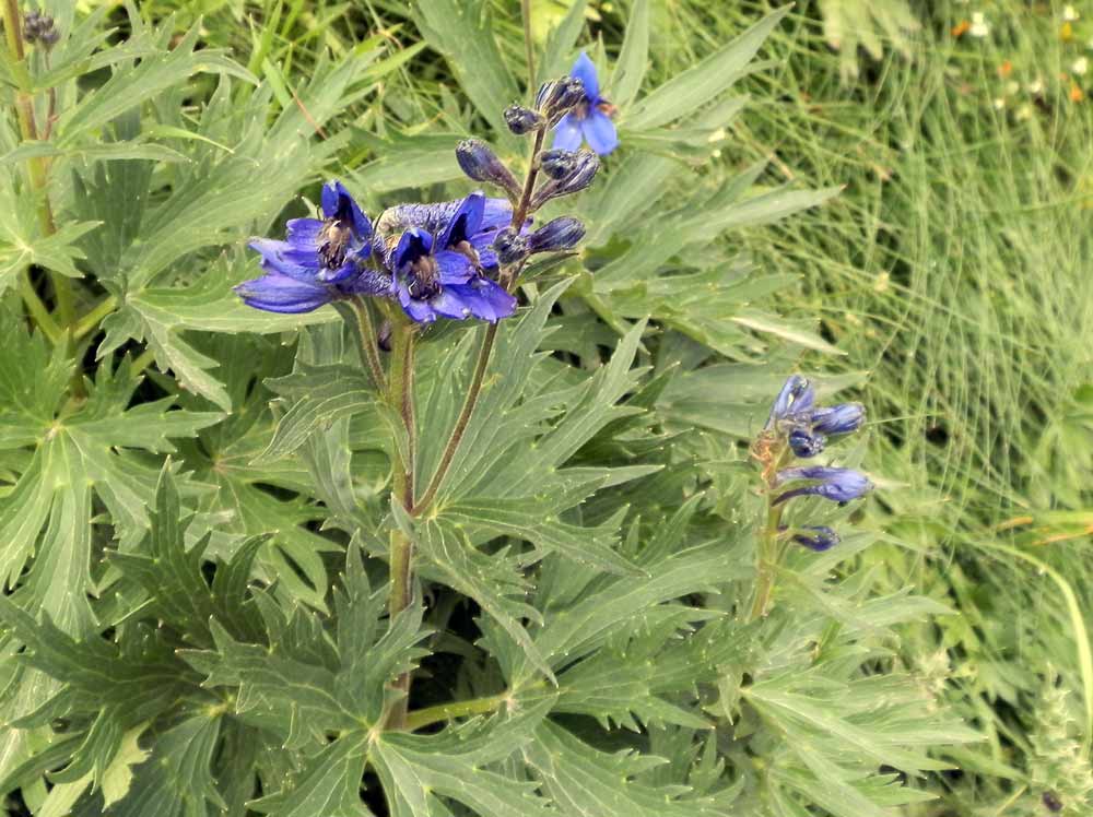 Monviso 1 - Delphinium sp.