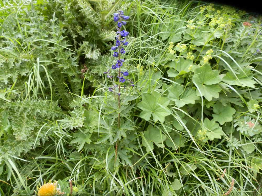 Monviso 1 - Delphinium sp.