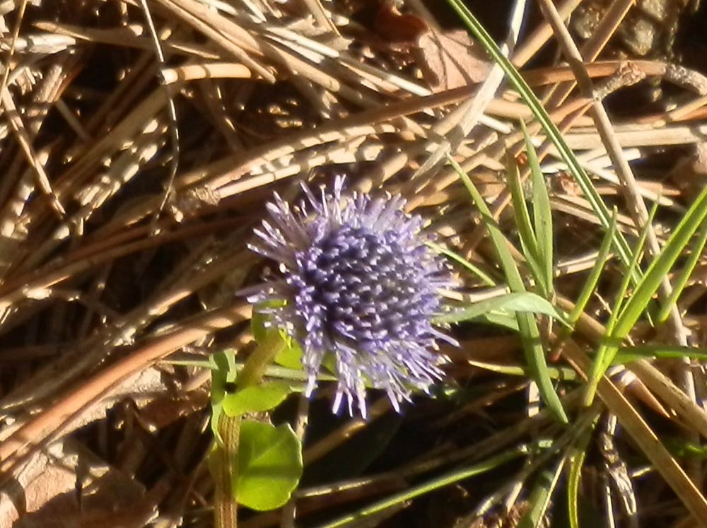 Globularia bisnagarica