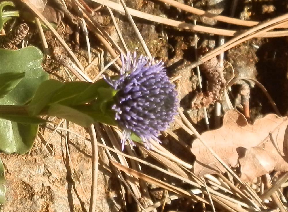 Globularia bisnagarica