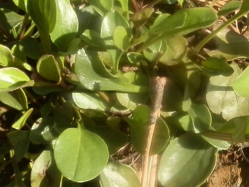 Globularia bisnagarica