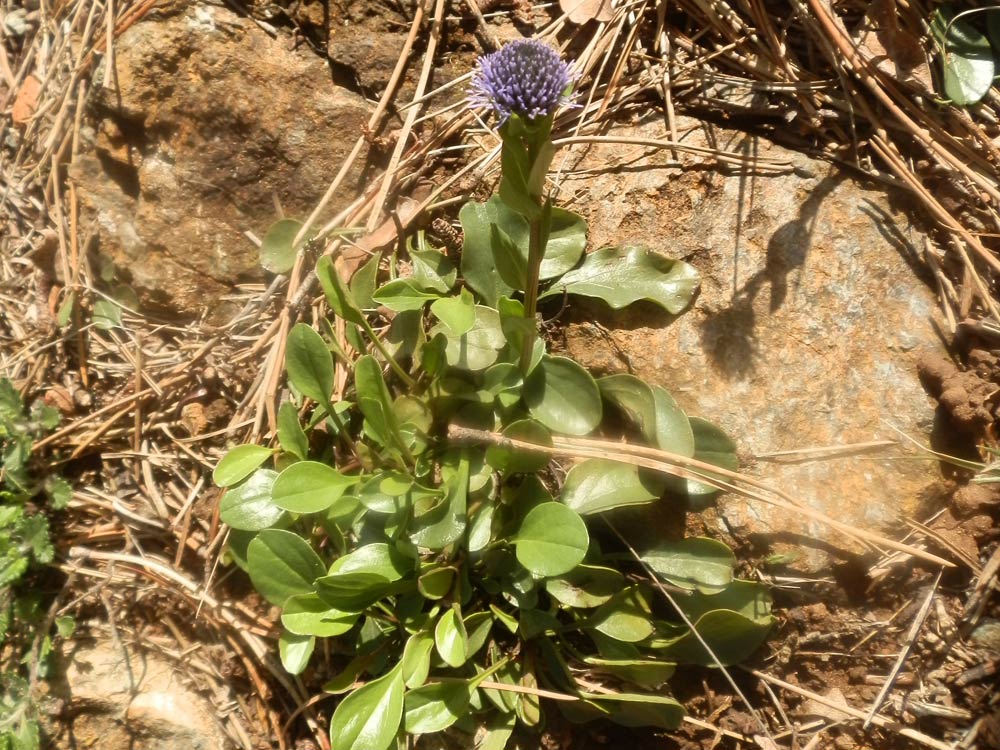 Globularia bisnagarica