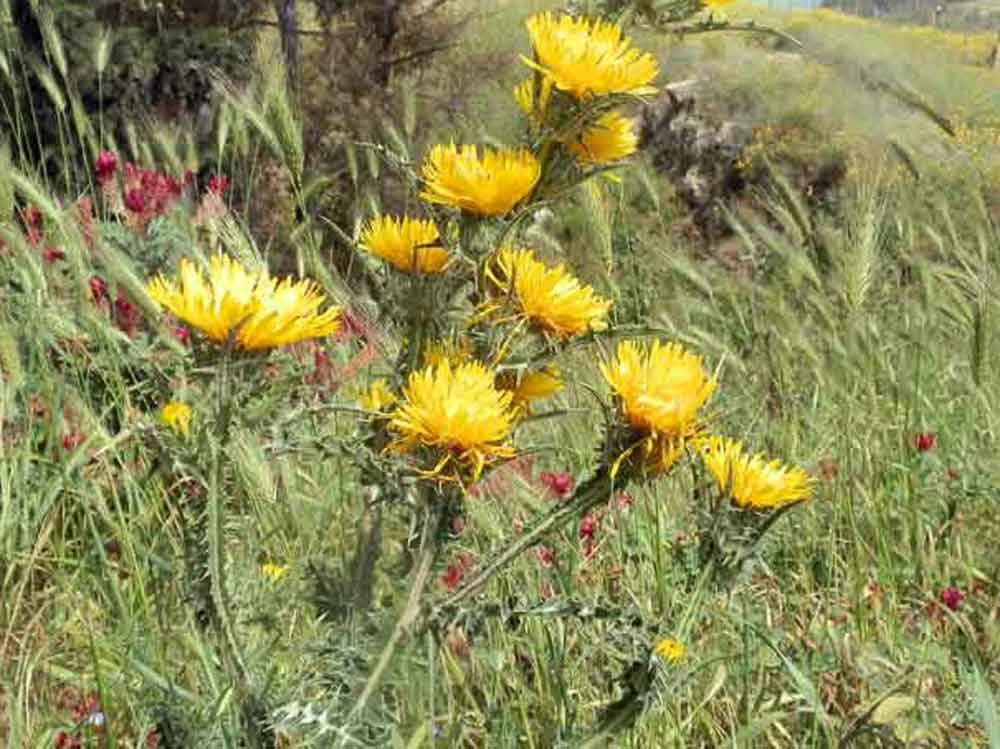 Asteracea - Sicilia - Scolymus cfr. maculatus