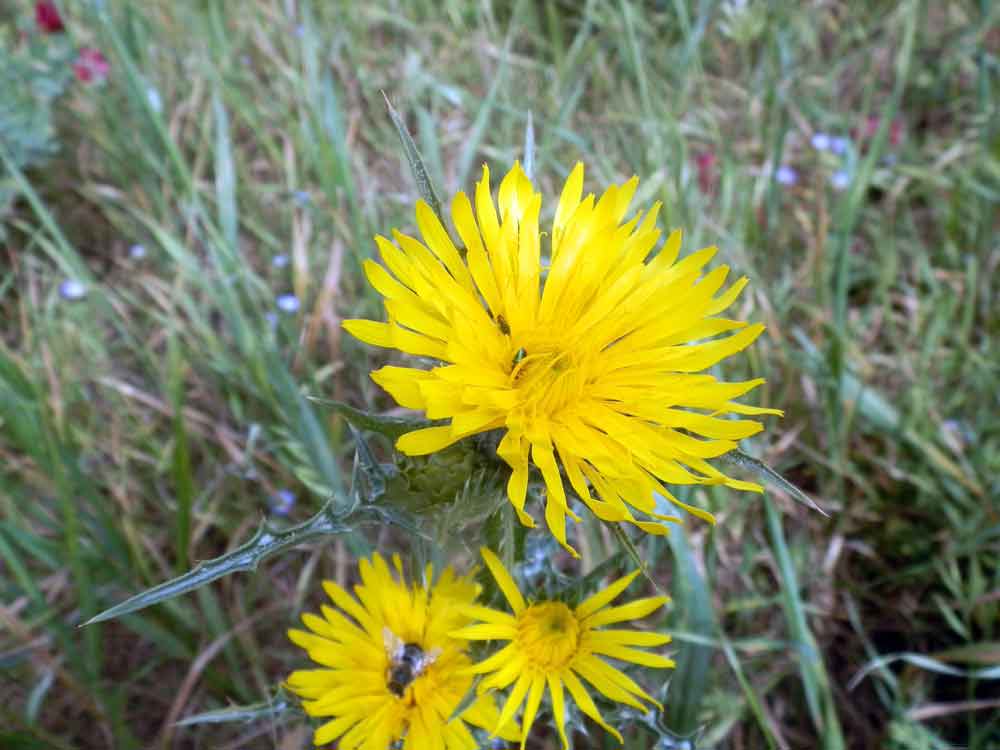 Asteracea - Sicilia - Scolymus cfr. maculatus