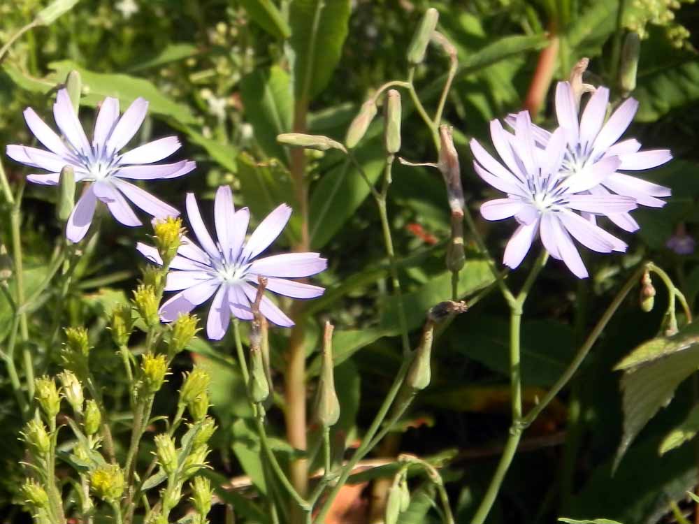 Lactuca perennis / Lattuga rupestre