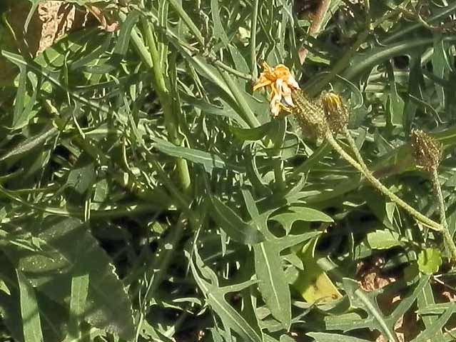 Lactuca perennis / Lattuga rupestre