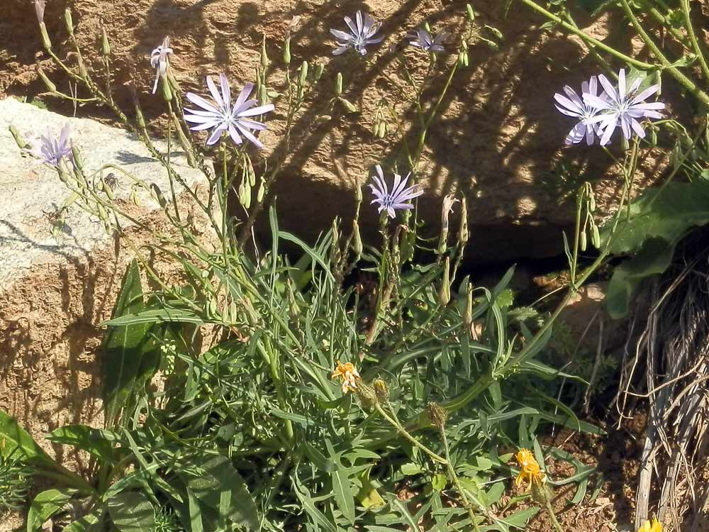 Lactuca perennis / Lattuga rupestre