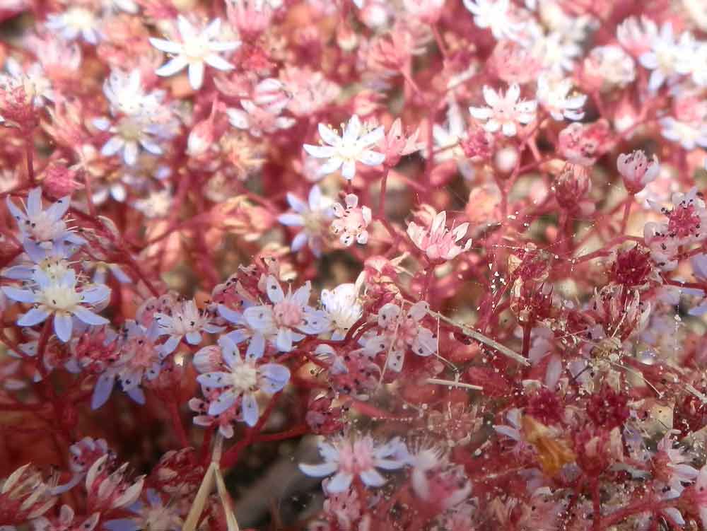 Sicilia - Sedum caeruleum