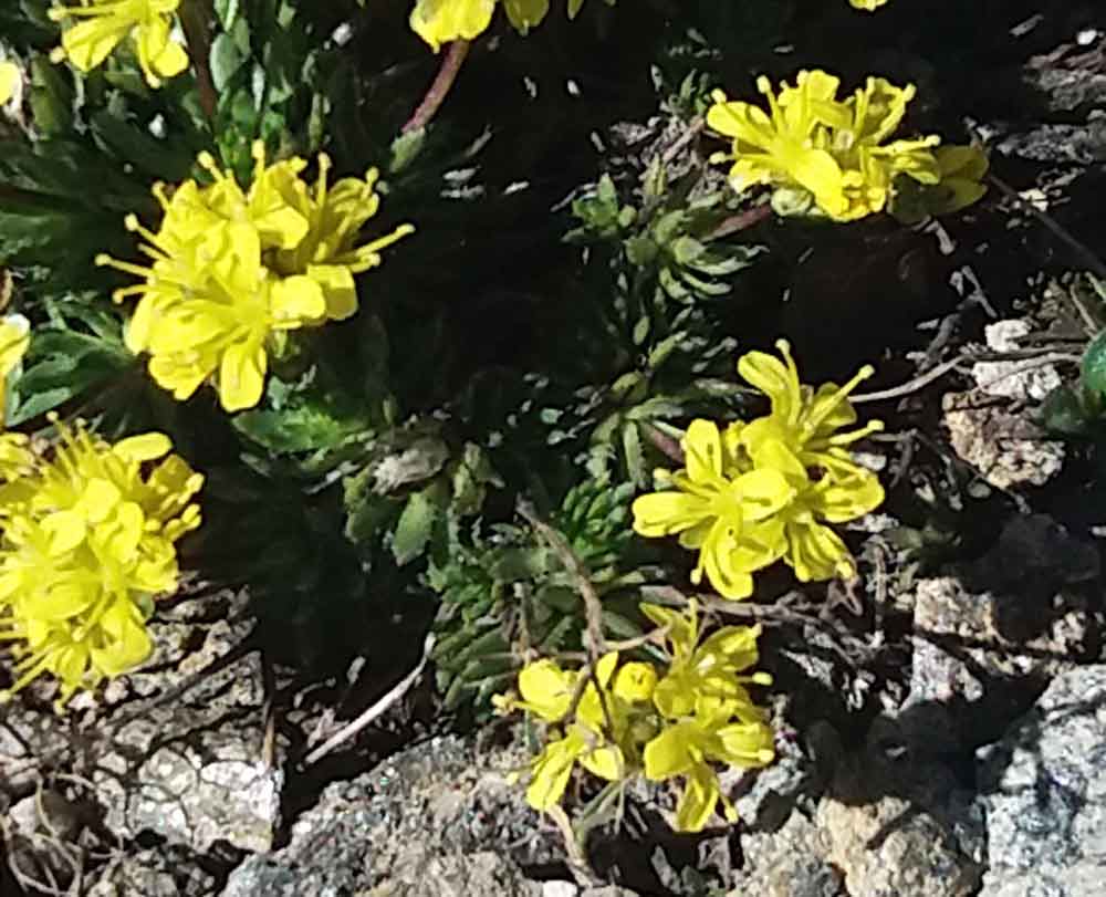 Alpi liguri - Draba aizoides