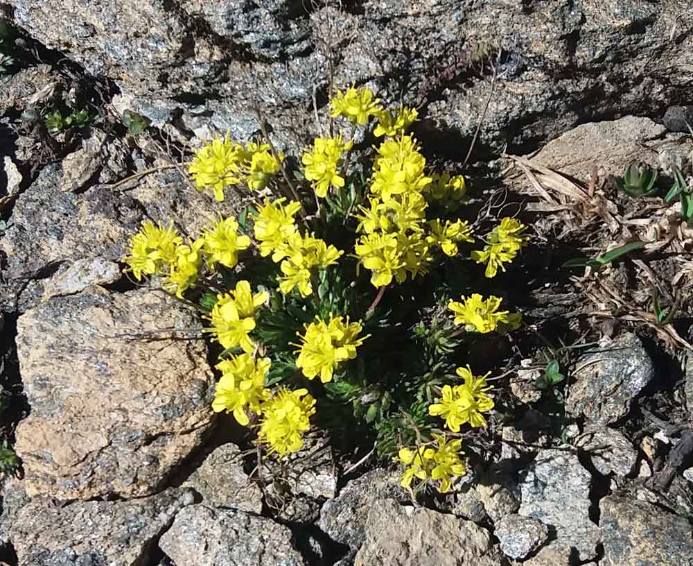 Alpi liguri - Draba aizoides