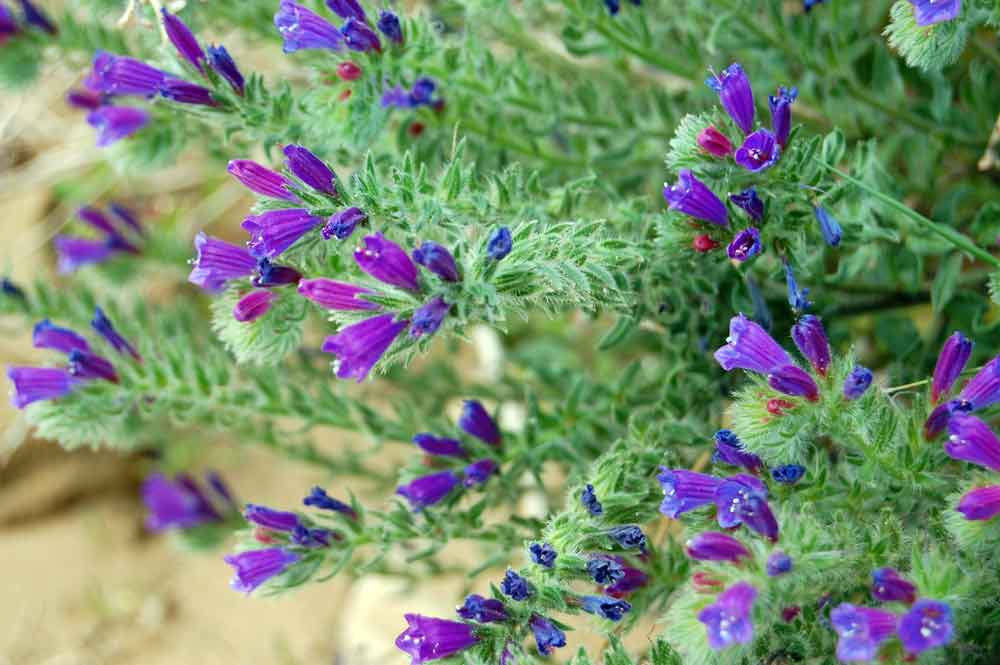 Echium arenarium / Viperina costiera