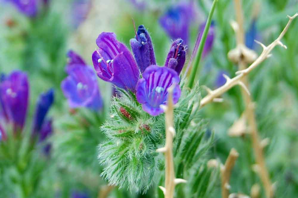 Echium arenarium / Viperina costiera