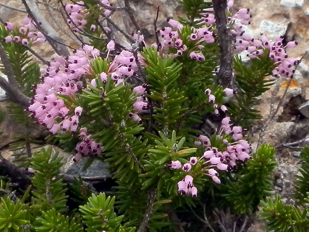 Erica multiflora / Erica multiflora