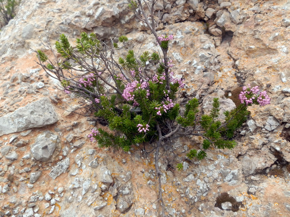 Erica multiflora / Erica multiflora