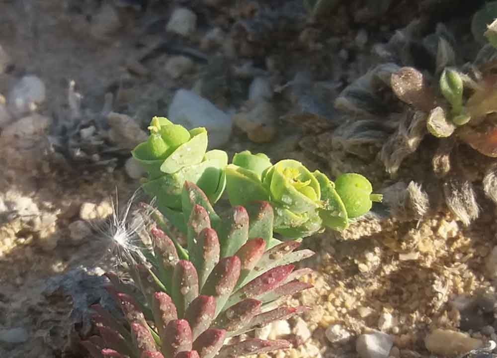 Euphorbia paralias / Euforbia marittima