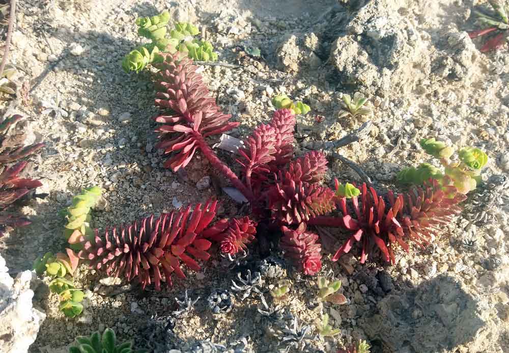 Euphorbia paralias / Euforbia marittima