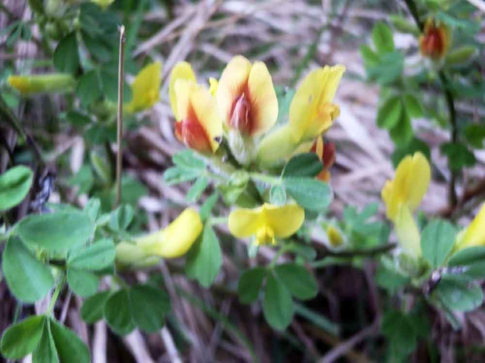 Cytisus hirsutus