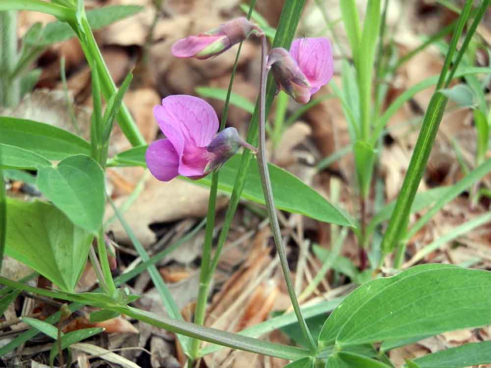 Lathyrus linifolius / Cicerchia a foglie di lino