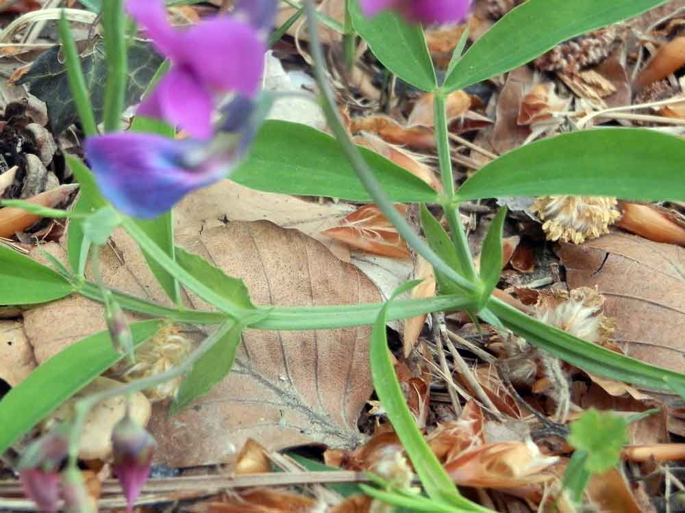 Lathyrus linifolius / Cicerchia a foglie di lino