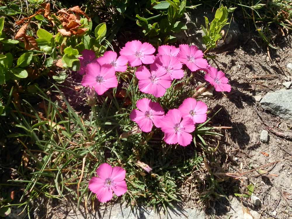 Dianthus pavonius  / Garofano pavonio