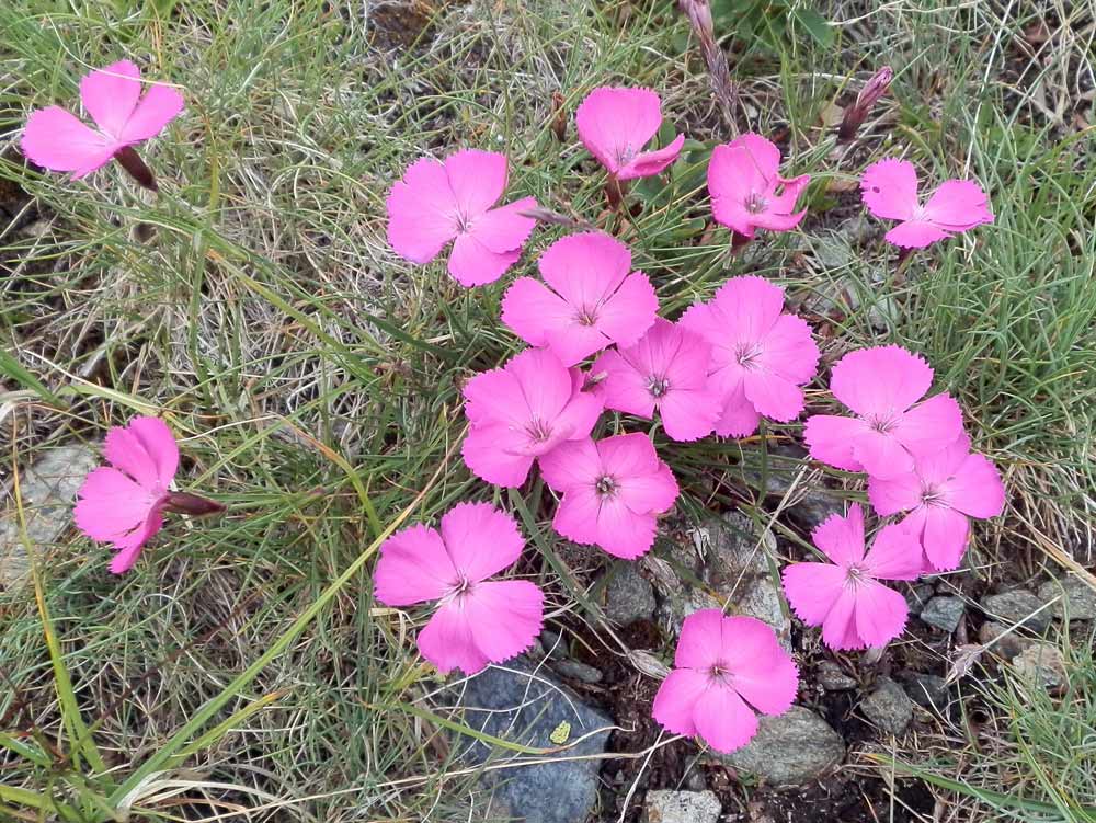 Dianthus pavonius  / Garofano pavonio