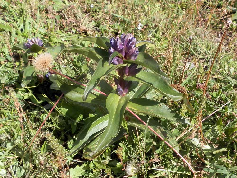 Gentiana cruciata / Genziana minore