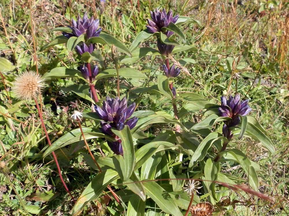 Gentiana cruciata / Genziana minore