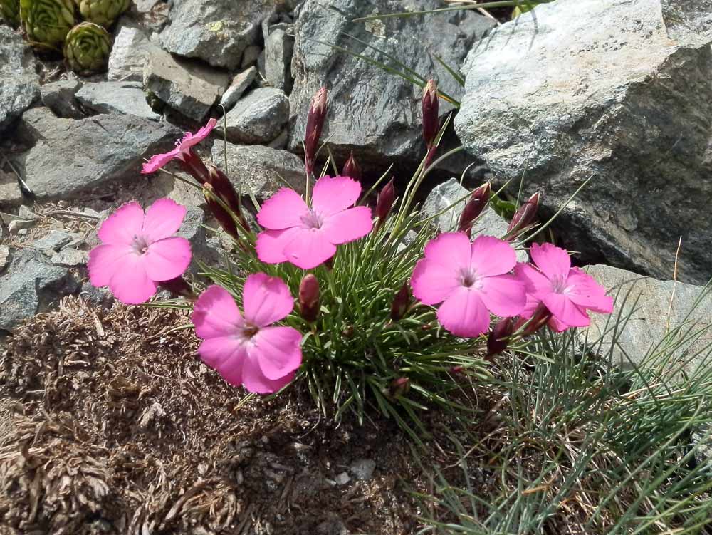 Dianthus pavonius  / Garofano pavonio