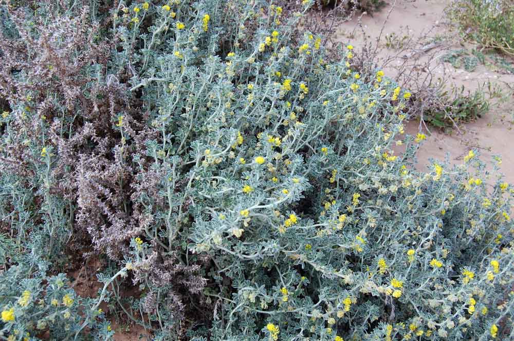 Sicilia - Medicago marina