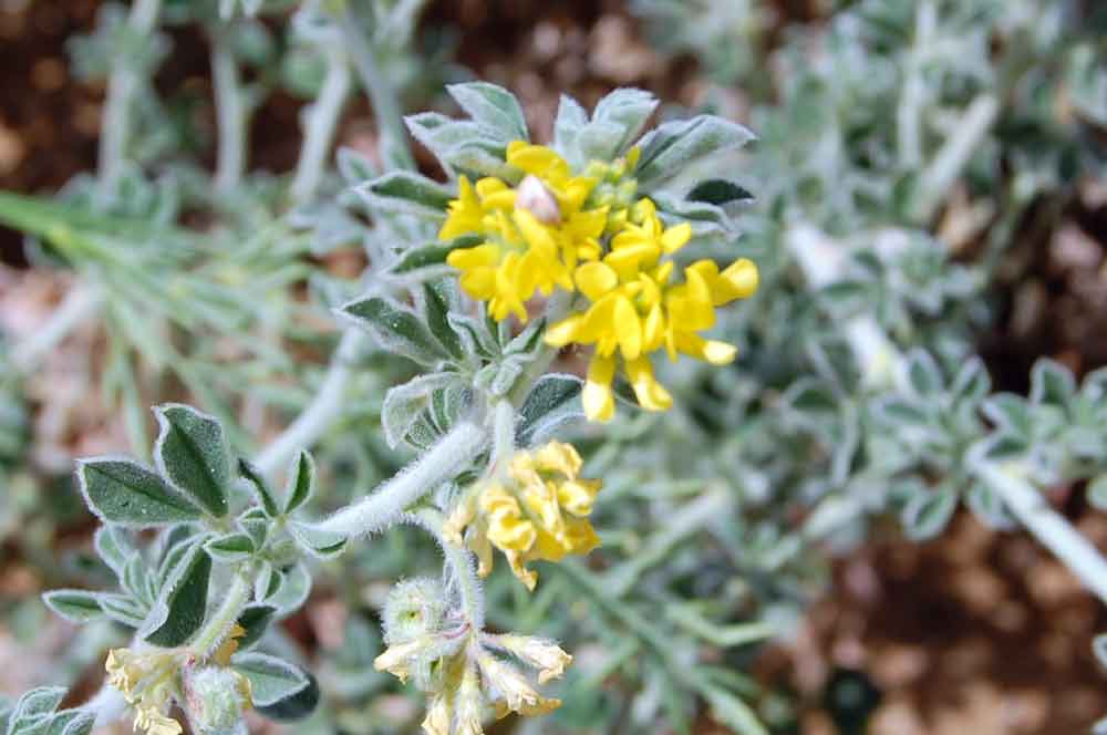 Sicilia - Medicago marina