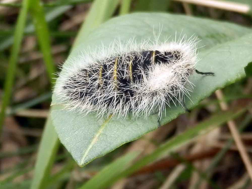 Lycia fiorentina femmina (Geometridae Ennominae)