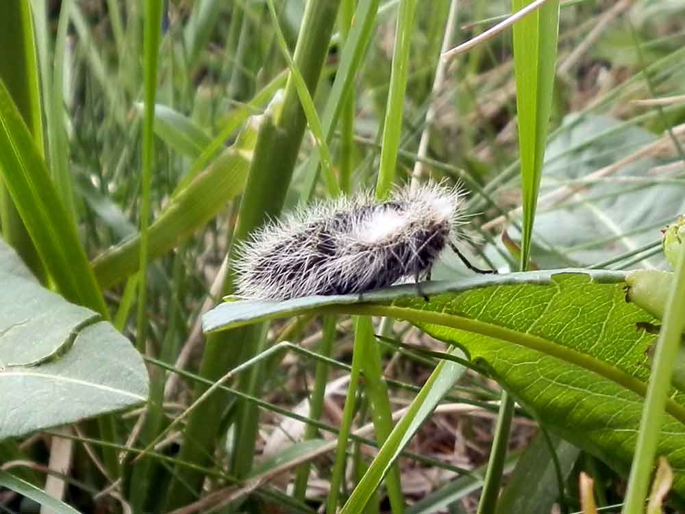 Lycia fiorentina femmina (Geometridae Ennominae)