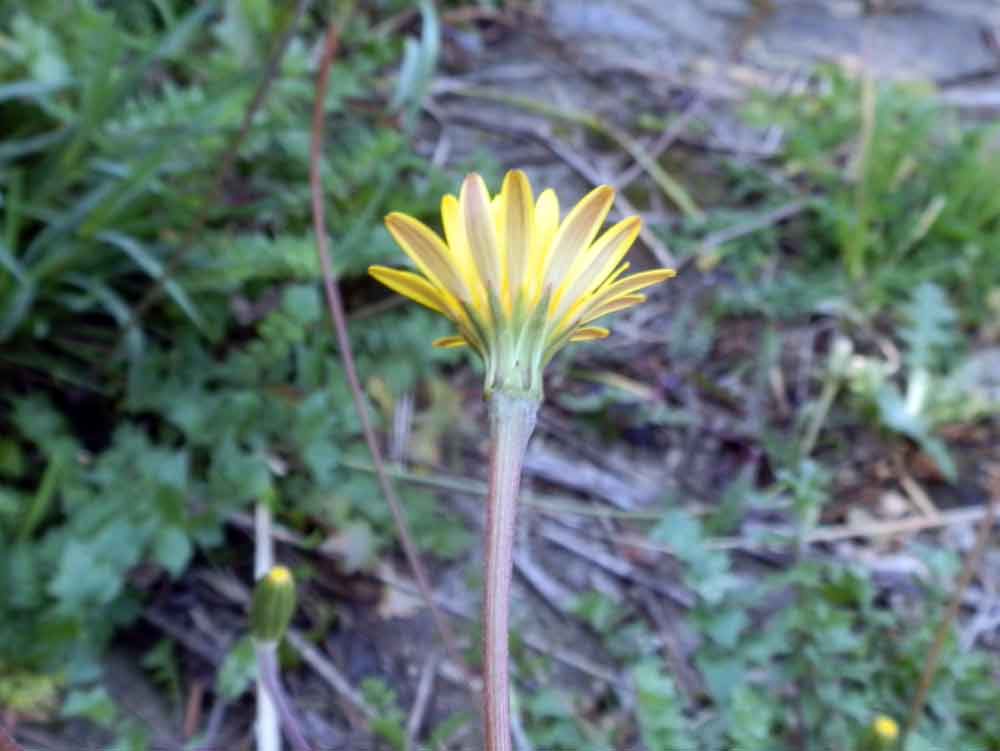 Hyoseris radiata