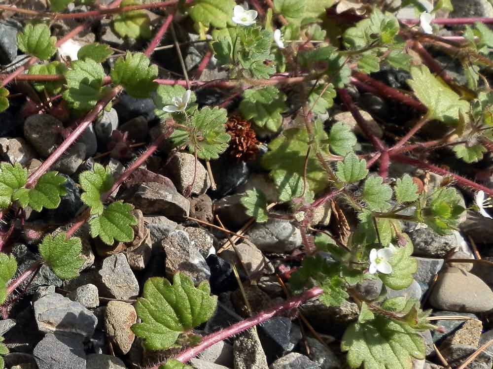 Veronica cymbalaria / Veronica a foglie di Cimbalaria