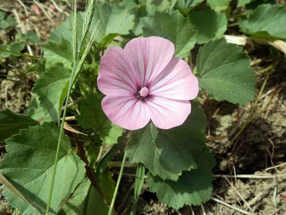 Malva trimestris - Sicilia